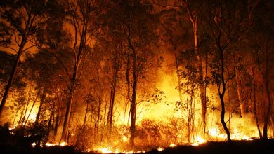 Orman Yangınıyla Yakılan Birçok Orman Geri Dönemeyecek