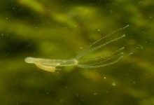 Webp.net resizeimage