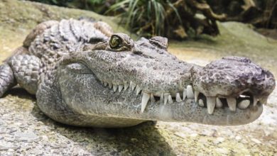 croc article