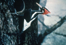 Ivory billed Woodpecker by Jerry A. Payne scaled