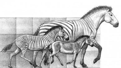 Atın Evrimi ve Türk Tarihinde Atların Yeri