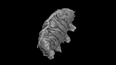 özgül gen, tardigrade