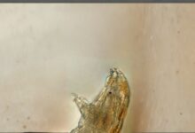 kriptobiyoz_tardigrat_