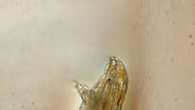 kriptobiyoz_tardigrat_