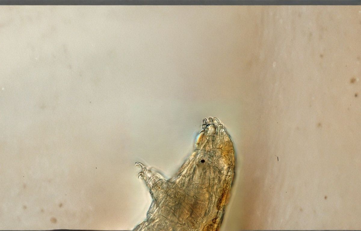 kriptobiyoz_tardigrat_